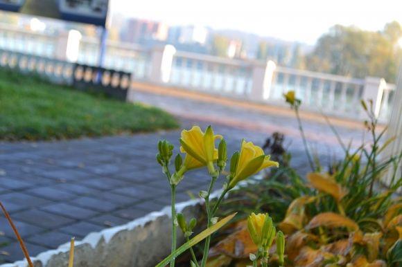 "Бабине літо" у Хмельницькому. Кілька яскравих фото для гарного настрою, фото №10 на сайті vsim.ua