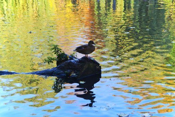 "Бабине літо" у Хмельницькому. Кілька яскравих фото для гарного настрою, фото №14 на сайті vsim.ua