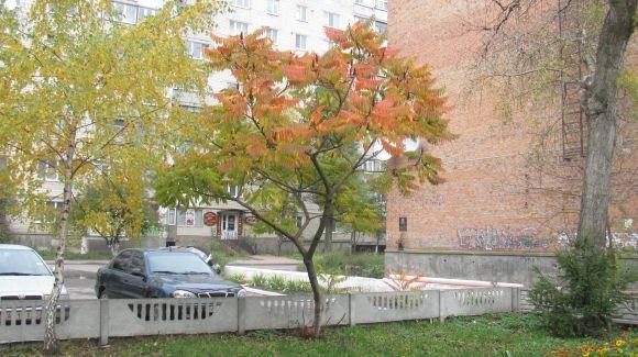 Це Козятин, Друже!, фото №14 на сайті 20minut.ua