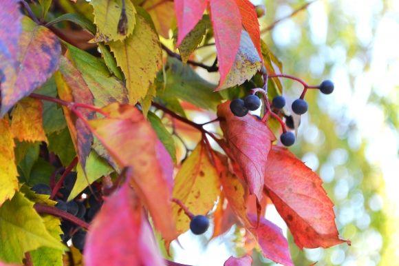 "Бабине літо" у Хмельницькому. Кілька яскравих фото для гарного настрою, фото №5 на сайті vsim.ua