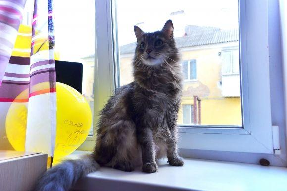 Хто тут живе? Будинок залізничників на Шевченка, фото №10 на сайті vsim.ua