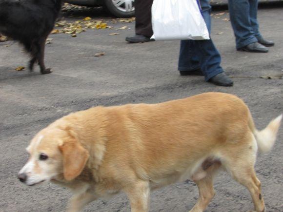 Базар повертається на напівзаасфальтовану територію на сайті 20minut.ua Базар повертається на напівзаасфальтовану територію, фото №6 на сайті 20minut.ua