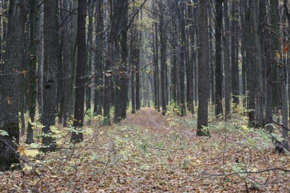 Які гриби є у Лісопарку? Грибники про особливості “тихого полювання” на сайті 20minut.ua Які гриби є у Лісопарку? Грибники про особливості “тихого полювання”, фото №16 на сайті 20minut.ua