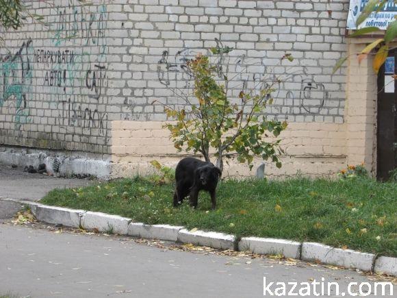 Початок останнього тижня місяця в Козятині на сайті 20minut.ua Початок останнього тижня місяця в Козятині, фото №8 на сайті 20minut.ua