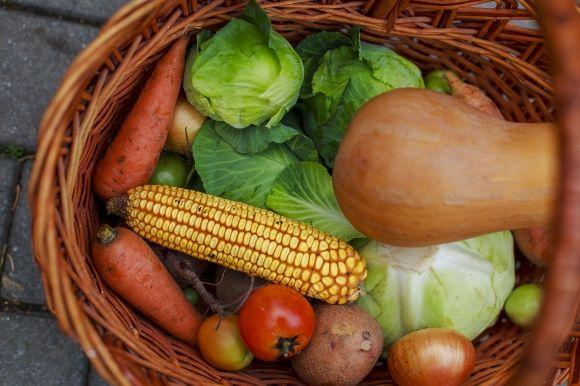 У центрі міста юні вінницькі фермери зібрали урожай овочів. Їм необхідно ще насіння квітів на сайті 20minut.ua У центрі міста юні вінницькі фермери зібрали урожай овочів. Їм необхідно ще насіння квітів, фото №2 на сайті 20minut.ua