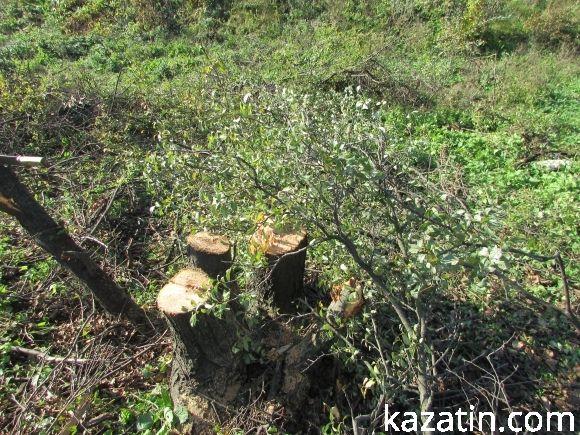 Вирубка живих дерев у місті продовждується на сайті 20minut.ua Вирубка живих дерев у місті продовждується, фото №2 на сайті 20minut.ua