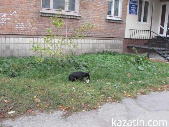 Початок останнього тижня місяця в Козятині на сайті 20minut.ua Початок останнього тижня місяця в Козятині, фото №14 на сайті 20minut.ua