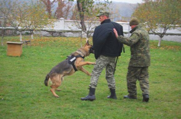 Професія: поліцейський собака. Як чотирилапі «копи» шукають зброю, злочинців та м’ячик, фото №9 на сайті 20minut.ua