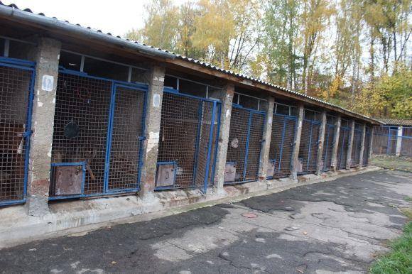 Професія: поліцейський собака. Як чотирилапі «копи» шукають зброю, злочинців та м’ячик, фото №14 на сайті 20minut.ua