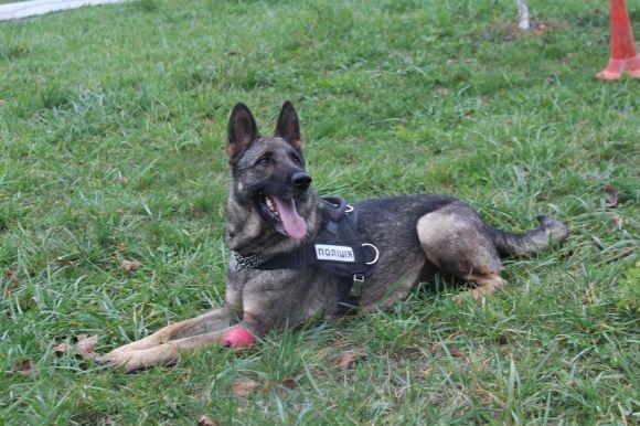Професія: поліцейський собака. Як чотирилапі «копи» шукають зброю, злочинців та м’ячик, фото №13 на сайті 20minut.ua