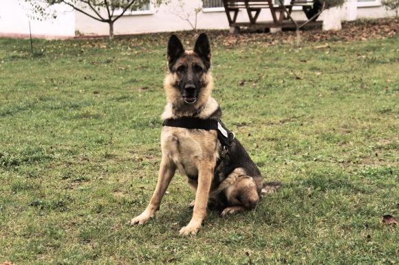 Професія: поліцейський собака. Як чотирилапі «копи» шукають зброю, злочинців та м’ячик, фото №6 на сайті 20minut.ua