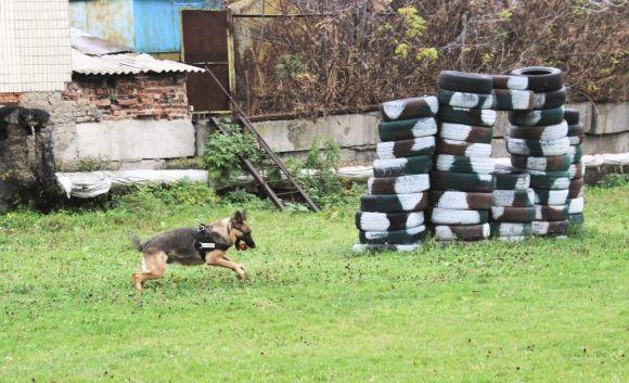 Професія: поліцейський собака. Як чотирилапі «копи» шукають зброю, злочинців та м’ячик, фото №3 на сайті 20minut.ua
