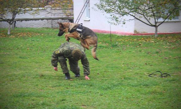Новини Вінниці - фото з Професія: поліцейський собака. Як чотирилапі «копи» шукають зброю, злочинців та м’ячик Професія: поліцейський собака. Як чотирилапі «копи» шукають зброю, злочинців та м’ячик, фото №4 на сайті 20minut.ua
