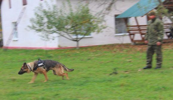 Професія: поліцейський собака. Як чотирилапі «копи» шукають зброю, злочинців та м’ячик, фото №2 на сайті 20minut.ua