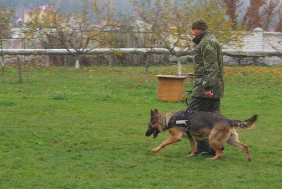 Професія: поліцейський собака. Як чотирилапі «копи» шукають зброю, злочинців та м’ячик, фото №5 на сайті 20minut.ua