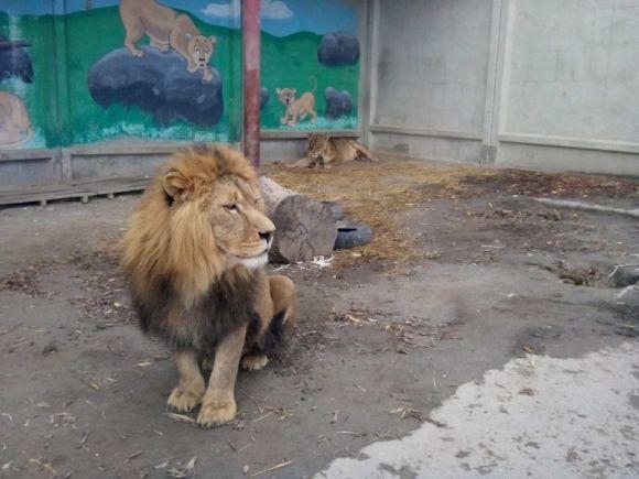 У приватному зоокутку в Дубовому народилися троє левенят, фото №1 на сайті vsim.ua