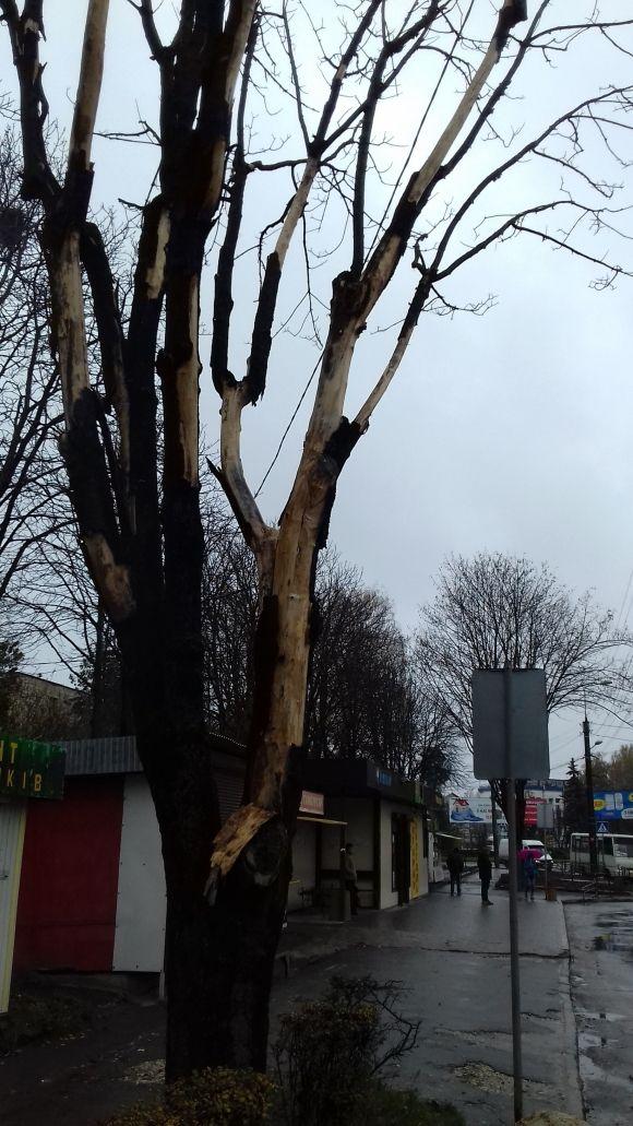 Аварійне дерево, яке щоденно загрожує сотням тернополянам - завтра ліквідують на сайті 20minut.ua Аварійне дерево, яке щоденно загрожує сотням тернополянам - завтра ліквідують, фото №1 на сайті 20minut.ua