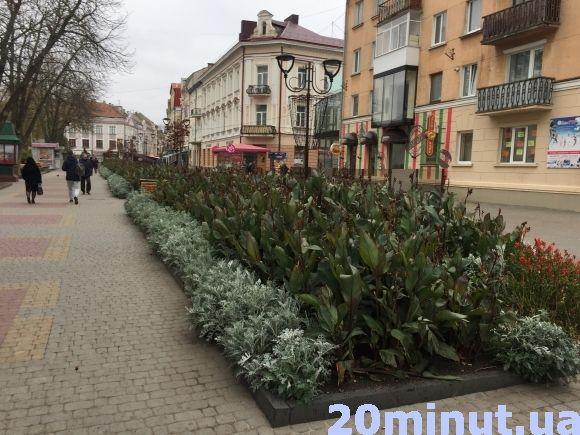 Фото дня: у Тернополі викорчовують рослини на зиму на сайті 20minut.ua Фото дня: у Тернополі викорчовують рослини на зиму, фото №1 на сайті 20minut.ua
