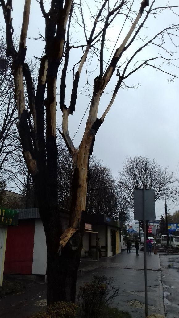 Зрізали аварійне дерево на Злуки, яке могло травмувати перехожих на сайті 20minut.ua Зрізали аварійне дерево на Злуки, яке могло травмувати перехожих, фото №2 на сайті 20minut.ua