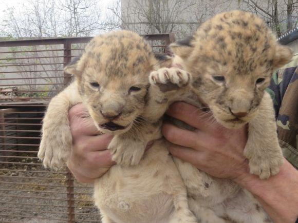 Троє маленьких левенят у приватному зоопарку вчаться ходити і гарчати (ФОТО/ВІДЕО), фото №1 на сайті vsim.ua