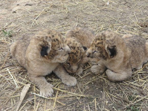 Троє маленьких левенят у приватному зоопарку вчаться ходити і гарчати (ФОТО/ВІДЕО), фото №3 на сайті vsim.ua