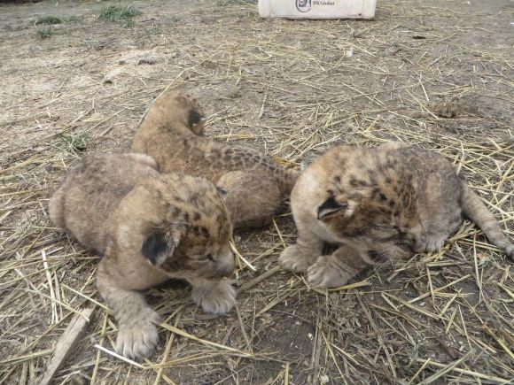 Троє маленьких левенят у приватному зоопарку вчаться ходити і гарчати (ФОТО/ВІДЕО), фото №7 на сайті vsim.ua