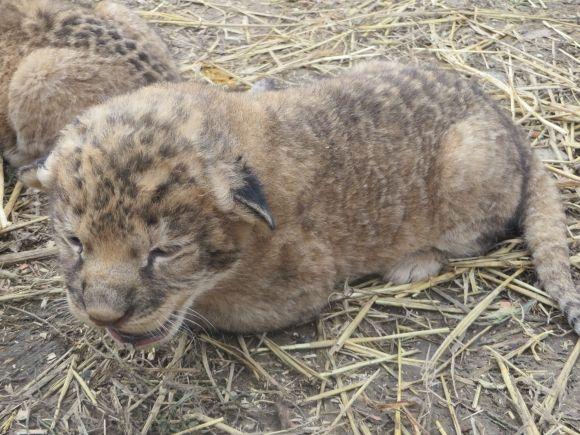 Троє маленьких левенят у приватному зоопарку вчаться ходити і гарчати (ФОТО/ВІДЕО), фото №4 на сайті vsim.ua