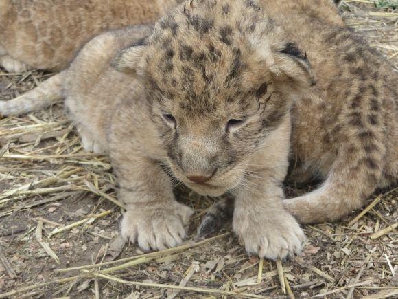 Троє маленьких левенят у приватному зоопарку вчаться ходити і гарчати (ФОТО/ВІДЕО), фото №8 на сайті vsim.ua