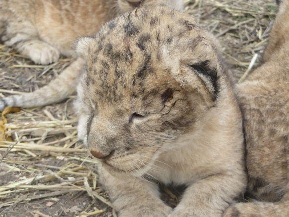 Троє маленьких левенят у приватному зоопарку вчаться ходити і гарчати (ФОТО/ВІДЕО), фото №6 на сайті vsim.ua