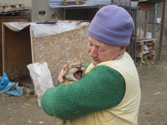 Троє маленьких левенят у приватному зоопарку вчаться ходити і гарчати (ФОТО/ВІДЕО), фото №9 на сайті vsim.ua