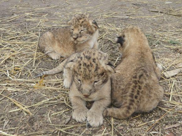 Троє маленьких левенят у приватному зоопарку вчаться ходити і гарчати (ФОТО/ВІДЕО), фото №5 на сайті vsim.ua