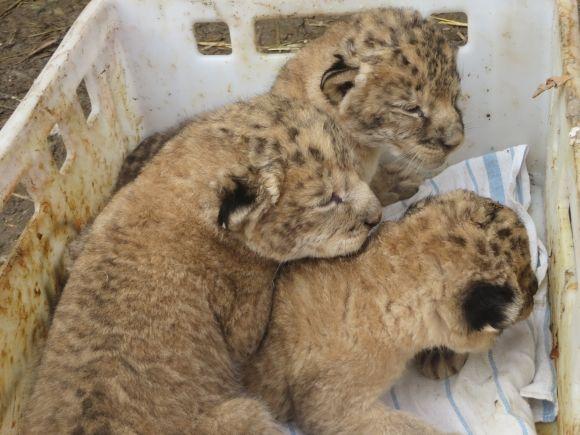 Троє маленьких левенят у приватному зоопарку вчаться ходити і гарчати (ФОТО/ВІДЕО), фото №2 на сайті vsim.ua