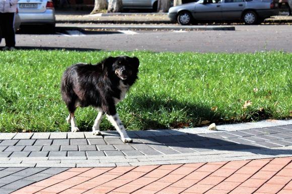 Золота осінь у Вінниці. Проспект Космонавтів заполонили люди на сайті 20minut.ua Золота осінь у Вінниці. Проспект Космонавтів заполонили люди, фото №4 на сайті 20minut.ua