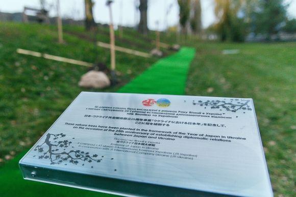 Навесні на вінницьких вулицях ще цвістимуть 80 сакур. Садженці вже посадили, фото №1 на сайті 20minut.ua