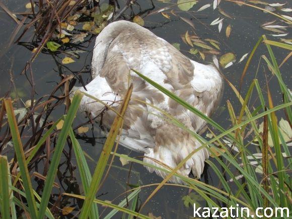 На водоймі загинув лебідь, фото №1 на сайті 20minut.ua