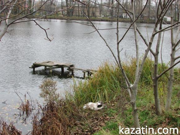 На водоймі загинув лебідь, фото №4 на сайті 20minut.ua