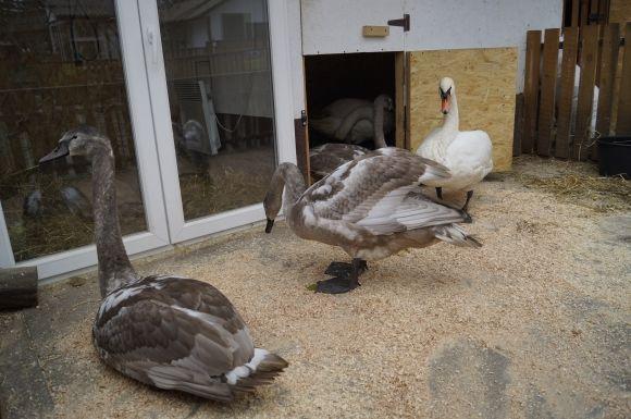 Вінницьких лебедів розділили по зоопарках. Одну пару віддадуть киянам на сайті 20minut.ua Вінницьких лебедів розділили по зоопарках. Одну пару віддадуть киянам, фото №1 на сайті 20minut.ua
