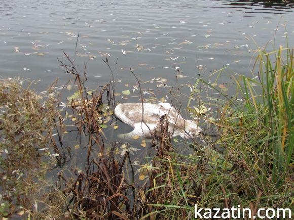 На водоймі загинув лебідь, фото №2 на сайті 20minut.ua