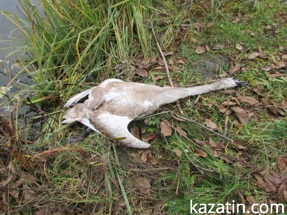 На водоймі загинув лебідь, фото №3 на сайті 20minut.ua
