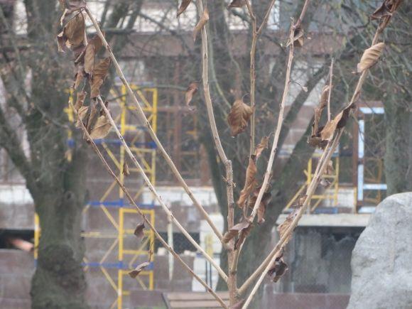 У парку Чекмана висадили 19 сакур, які подарувало посольство Японії на сайті vsim.ua У парку Чекмана висадили 19 сакур, які подарувало посольство Японії, фото №3 на сайті vsim.ua