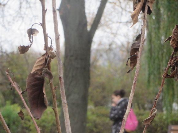 У парку Чекмана висадили 19 сакур, які подарувало посольство Японії на сайті vsim.ua У парку Чекмана висадили 19 сакур, які подарувало посольство Японії, фото №5 на сайті vsim.ua