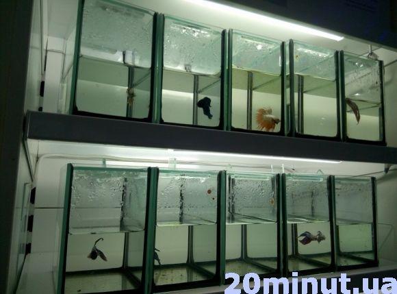 Зоомагазини Кам’янця: за скільки можна придбати домашнього улюбленця?, фото №3 на сайті 20minut.ua