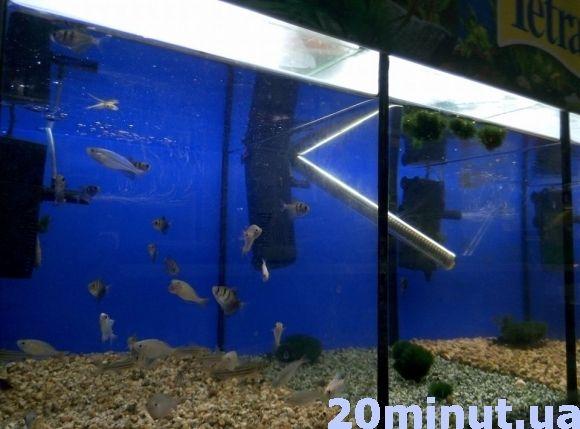 Зоомагазини Кам’янця: за скільки можна придбати домашнього улюбленця?, фото №1 на сайті 20minut.ua