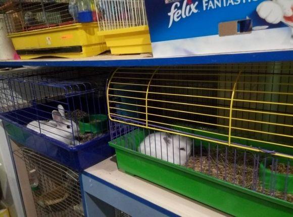 Зоомагазини Кам’янця: за скільки можна придбати домашнього улюбленця?, фото №2 на сайті 20minut.ua