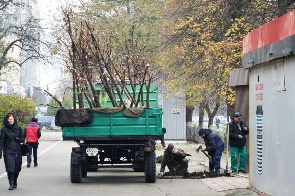 Каштани, клени та горіхи почали висаджувати на вулицях міста. Загалом 800 саженців на сайті 20minut.ua Каштани, клени та горіхи почали висаджувати на вулицях міста. Загалом 800 саженців, фото №1 на сайті 20minut.ua