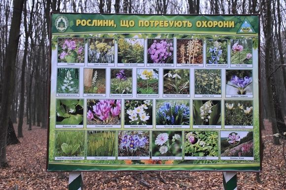 У Лісопарку завершують капремонт другої алеї. Там буде освітлення та Wi-Fi на сайті 20minut.ua У Лісопарку завершують капремонт другої алеї. Там буде освітлення та Wi-Fi, фото №1 на сайті 20minut.ua