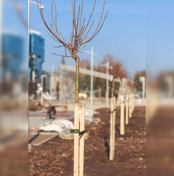 На Космонавтів висадили клени. А де ще посадять дерева? на сайті 20minut.ua На Космонавтів висадили клени. А де ще посадять дерева?, фото №1 на сайті 20minut.ua