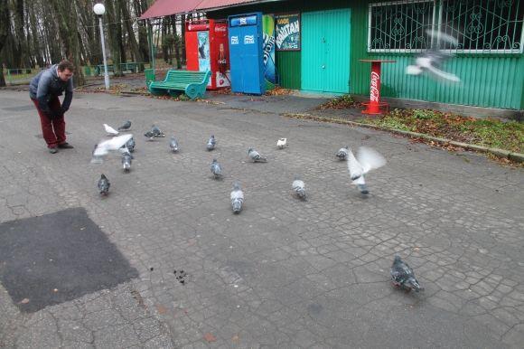 А ви знали, що голуби можуть бути небезпечними?, фото №4 на сайті 20minut.ua