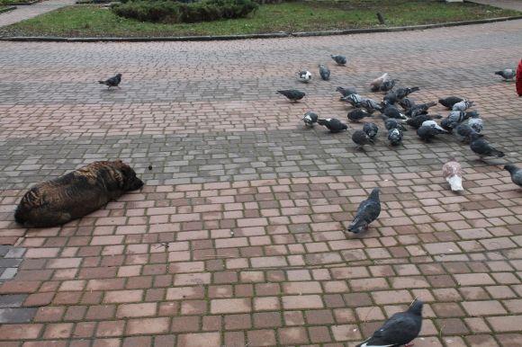 А ви знали, що голуби можуть бути небезпечними?, фото №2 на сайті 20minut.ua