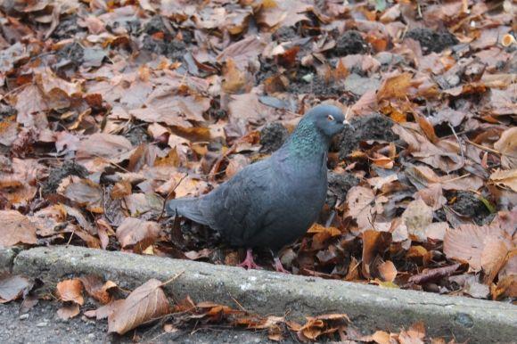 А ви знали, що голуби можуть бути небезпечними?, фото №1 на сайті 20minut.ua